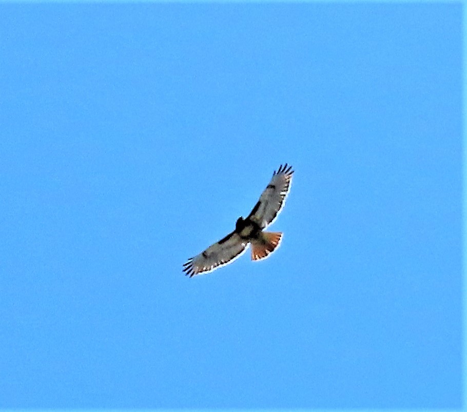 Red-tailed Hawk - ML440038611
