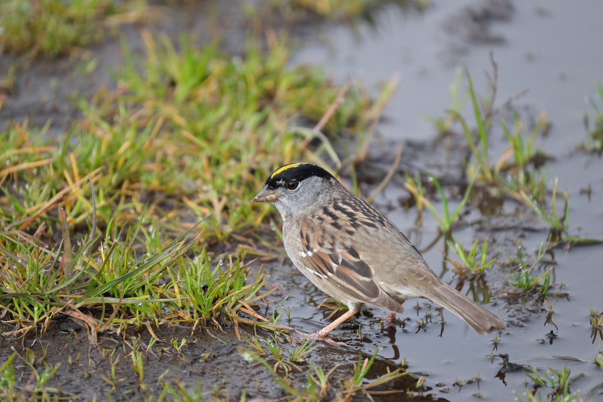 Golden-crowned Sparrow - ML440039891