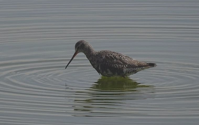 Spotted Redshank - ML440046251