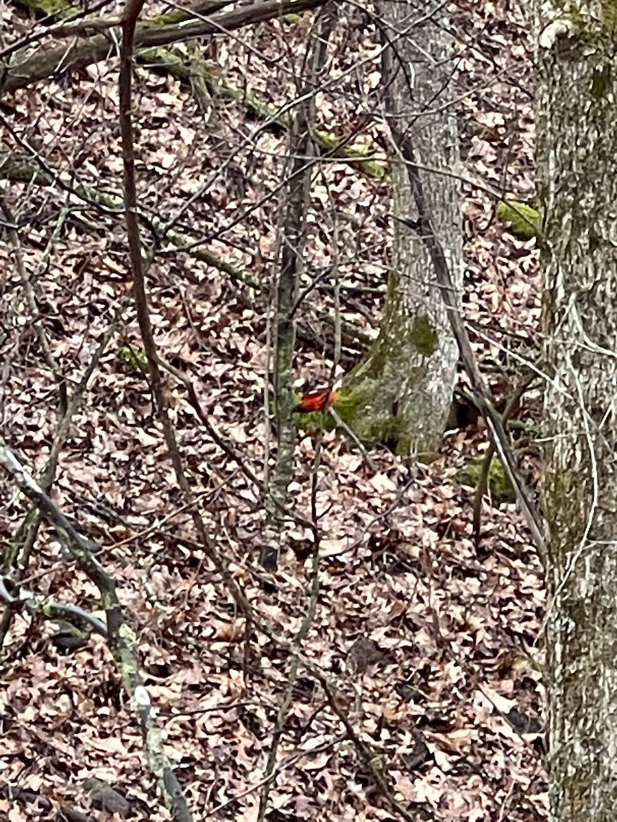 Scarlet Tanager - ML440048251