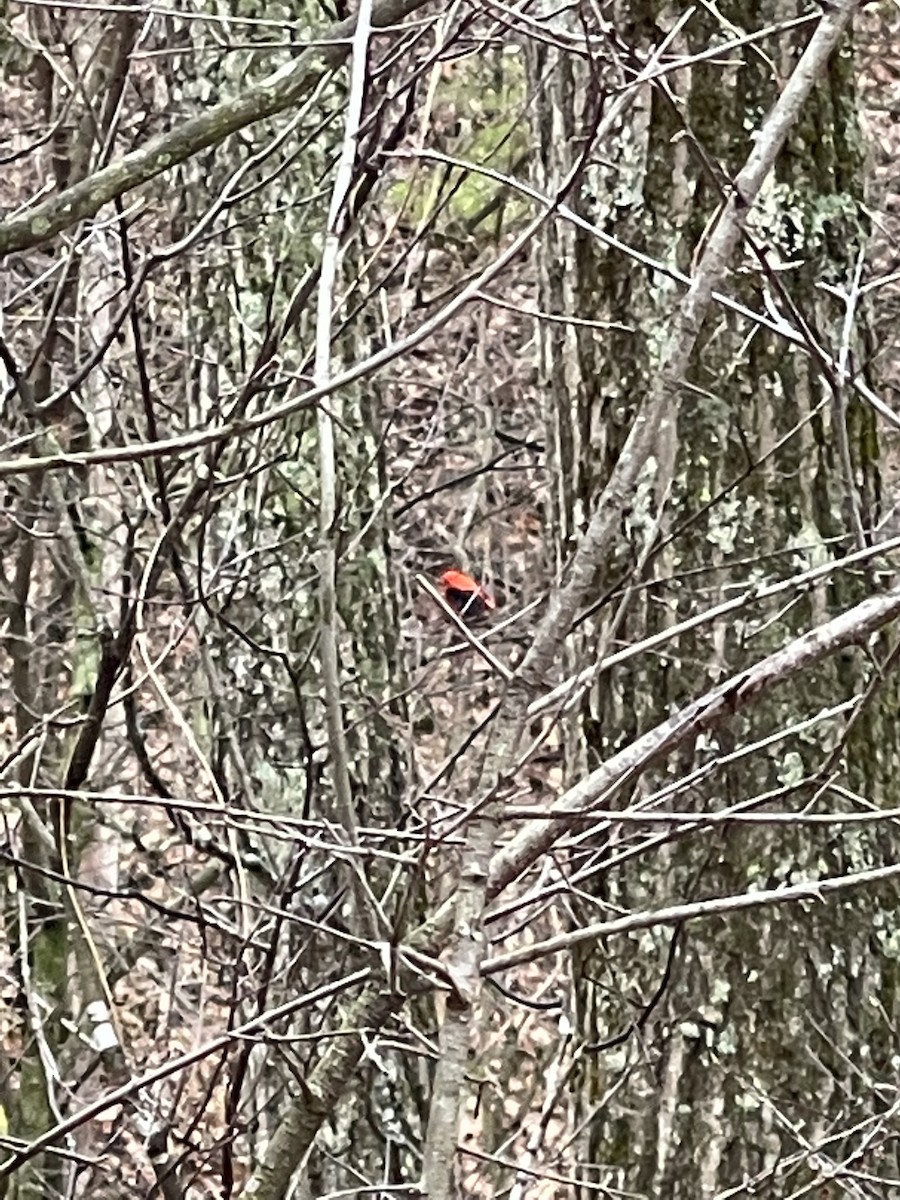 Scarlet Tanager - ML440048281