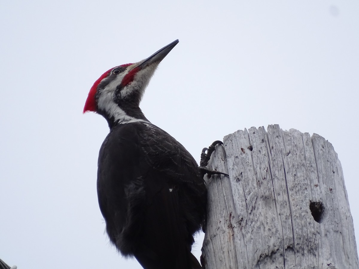 Pileated Woodpecker - claudine lafrance cohl