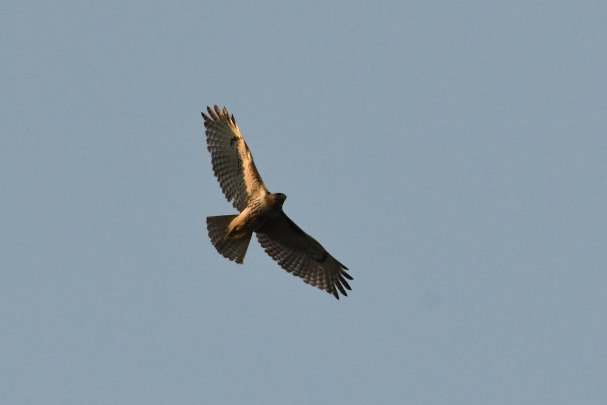Red-tailed Hawk - ML440050511