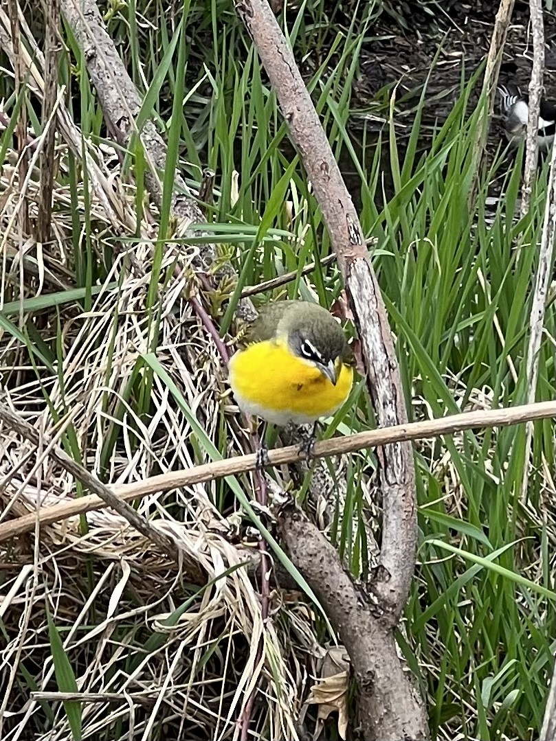 Yellow-breasted Chat - Ben Sanders
