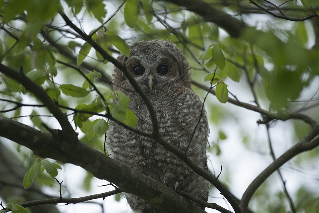 Tawny Owl - ML440060701