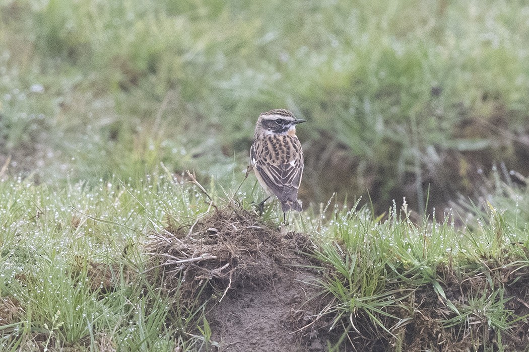 Whinchat - ML440060801