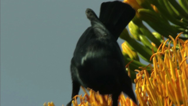 Cuban Blackbird - ML440061