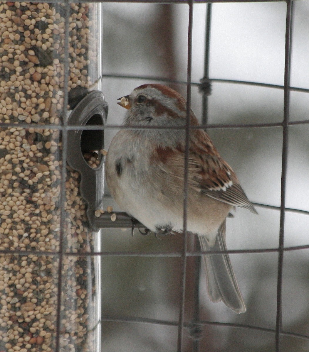 American Tree Sparrow - Jean Laperrière COHL
