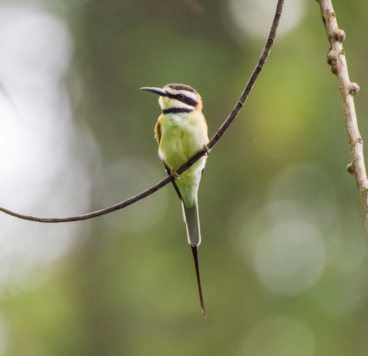 White-throated Bee-eater - Freddy Rivas