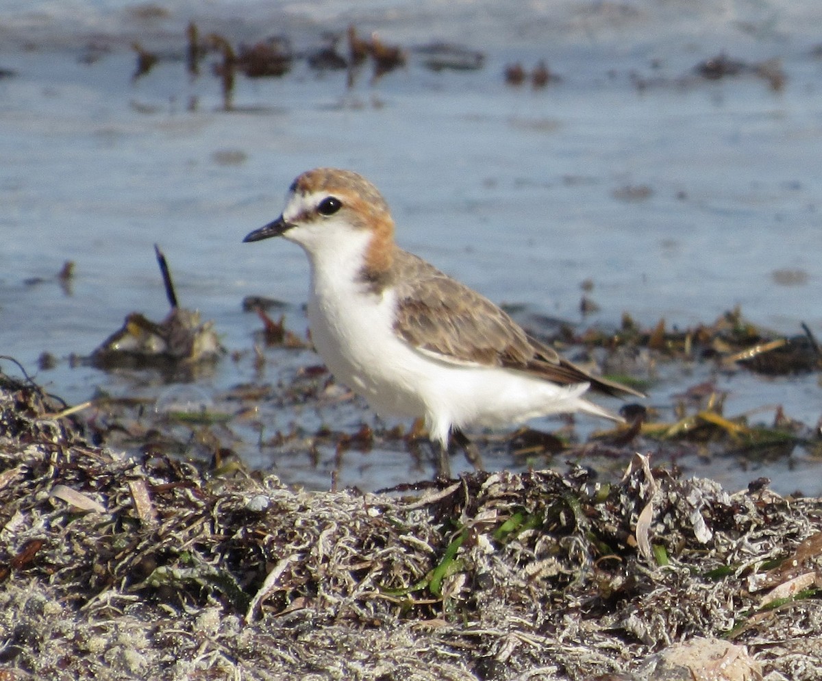 Red-capped Plover - Jim Zook