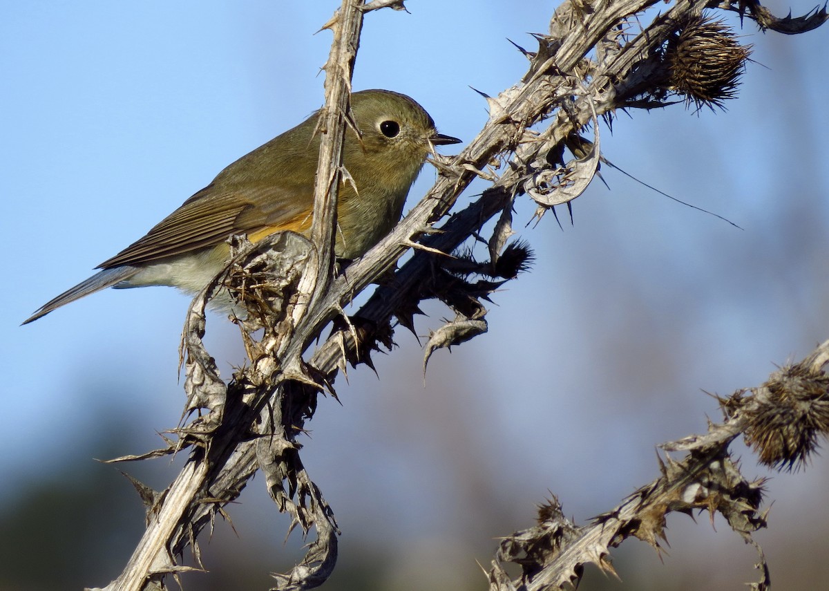 Red-flanked Bluetail - ML44007041