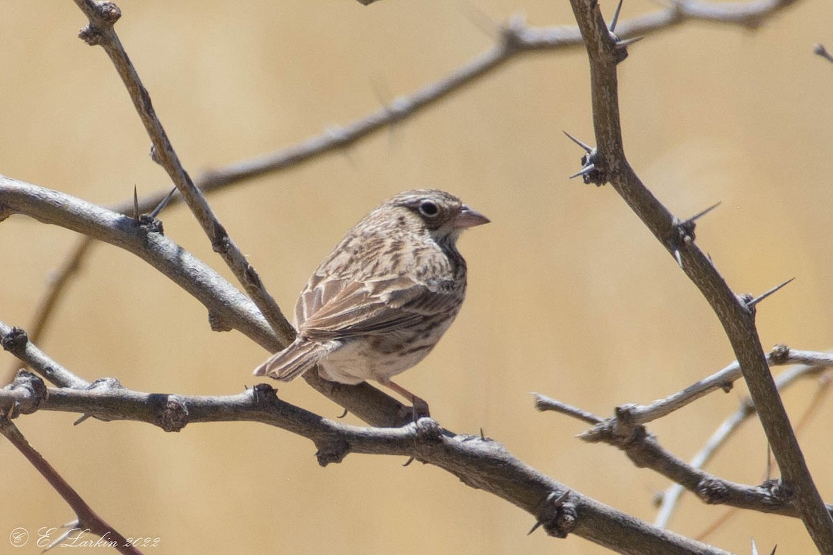 Grasshopper Sparrow - ML440073071