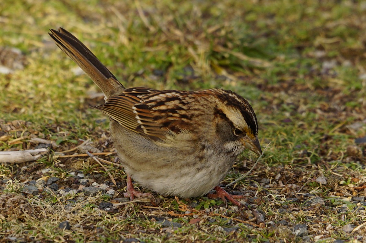 White-throated Sparrow - Nevine Jacob