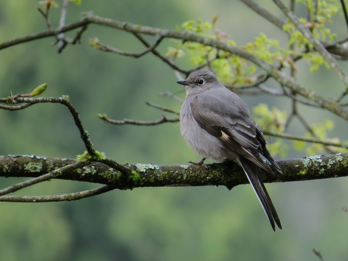 Townsend's Solitaire - ML440078811