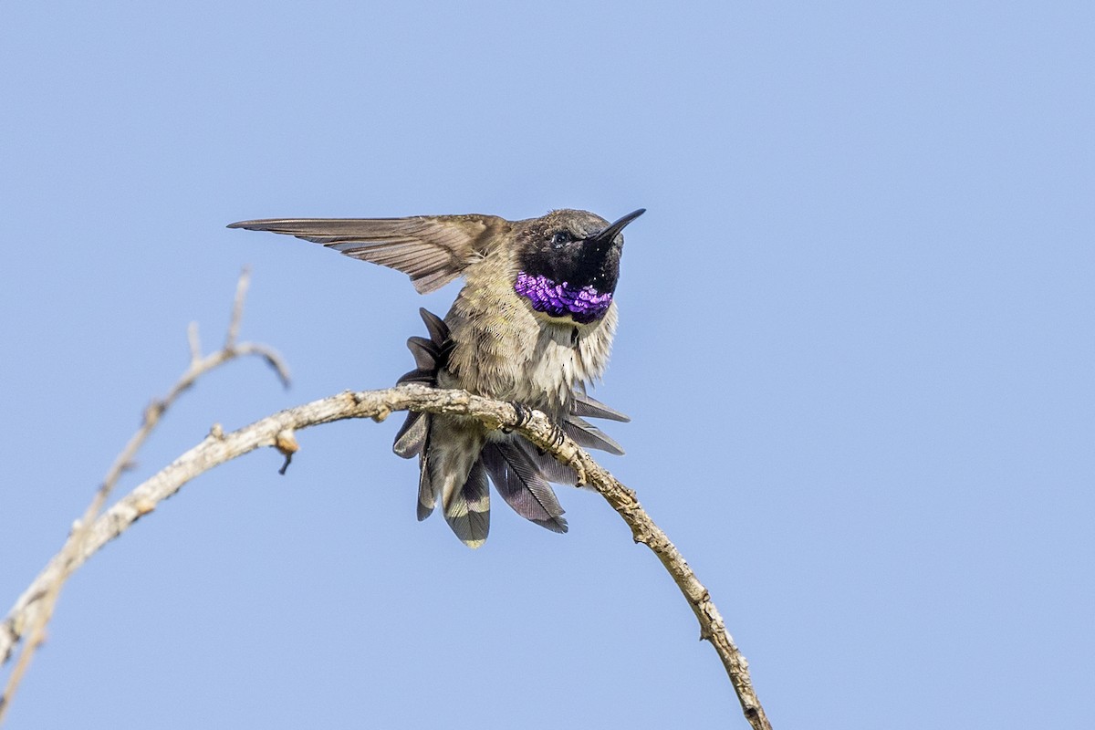 Black-chinned Hummingbird - ML440081401