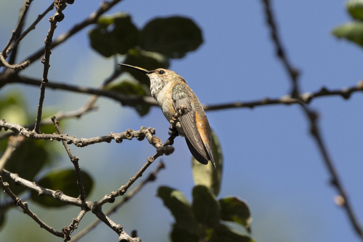Allen's Hummingbird - ML440081451