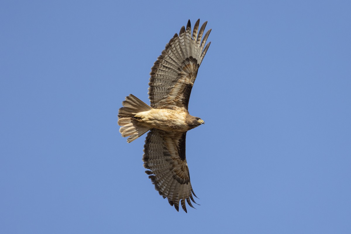 Red-tailed Hawk - ML440081491