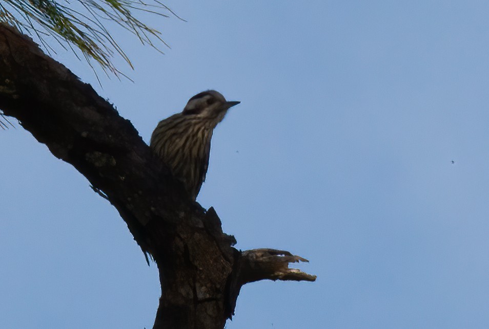 Gray-capped Pygmy Woodpecker - ML440083051