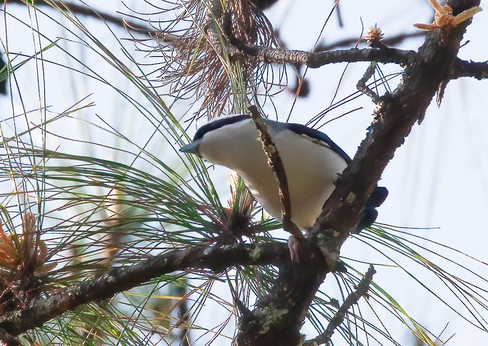 White-browed Shrike-Babbler (Blyth's) - ML440085021