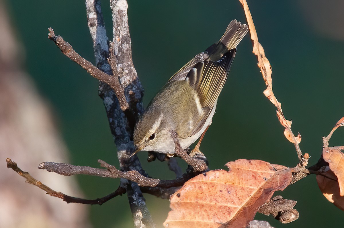 Hume's Warbler - ML440092131