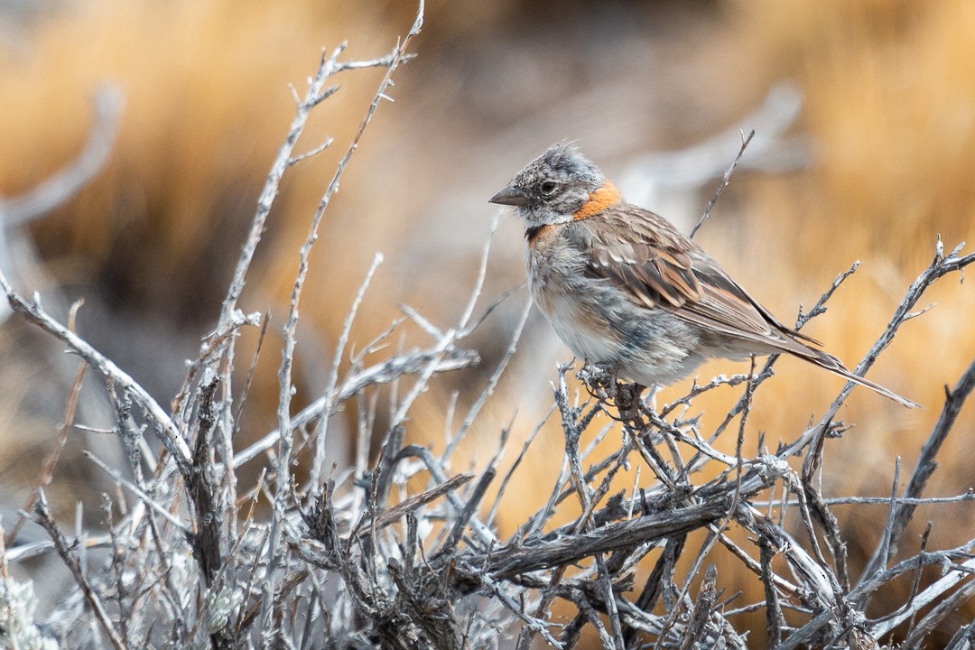Rufous-collared Sparrow - Patricia Mancilla Iglesias