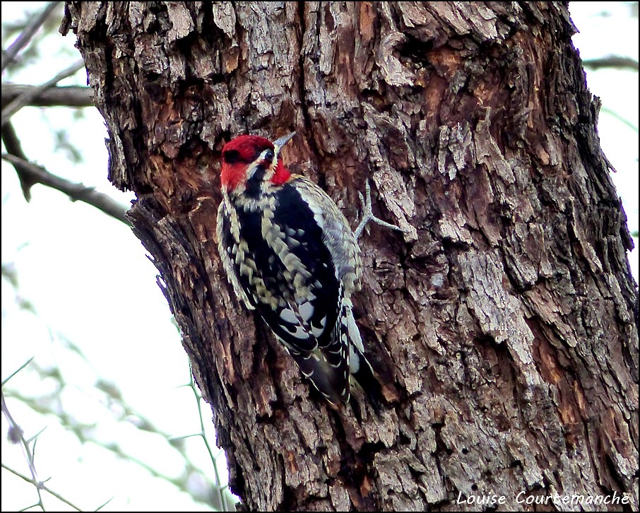 Red-naped Sapsucker - Louise Courtemanche 🦅