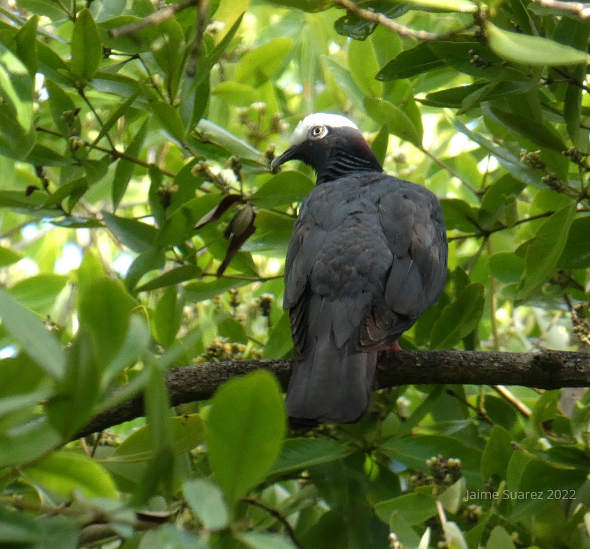 White-crowned Pigeon - ML440098751
