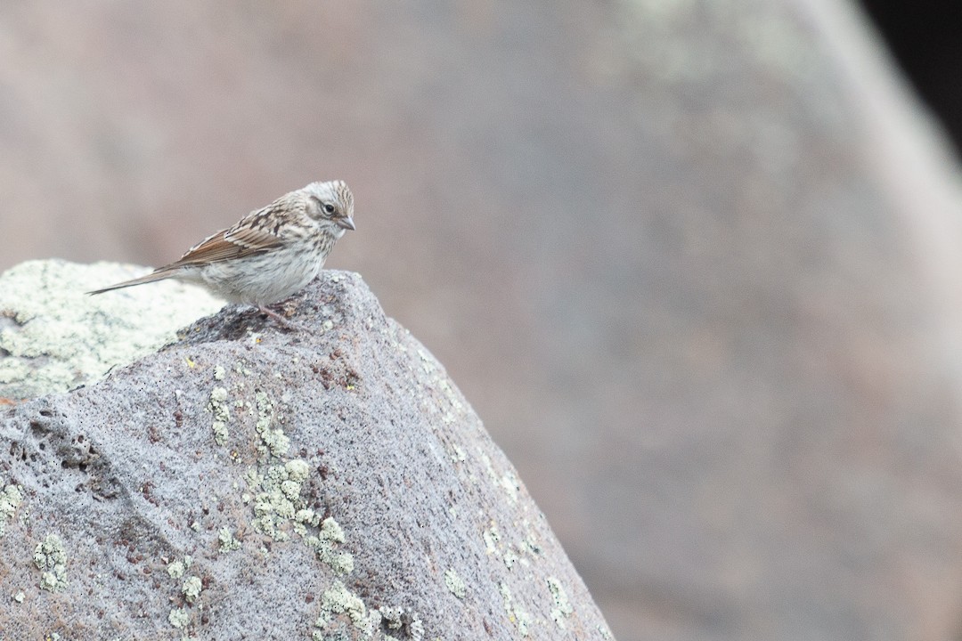 Rufous-collared Sparrow - ML440099061