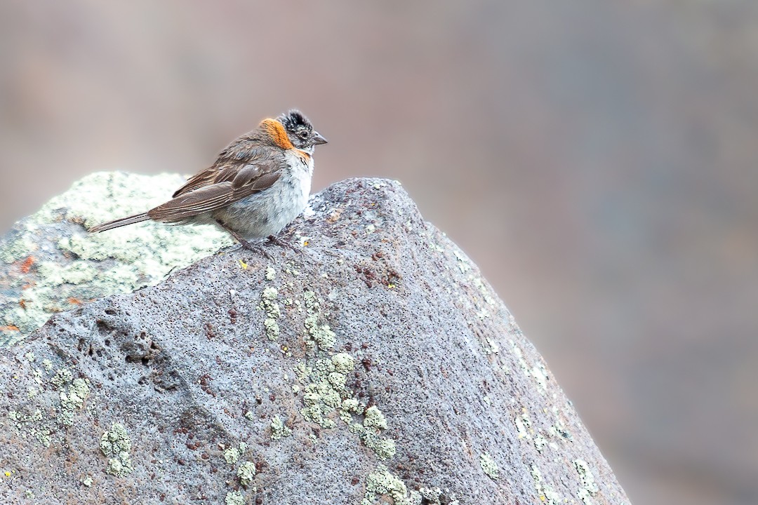 Rufous-collared Sparrow - ML440099071