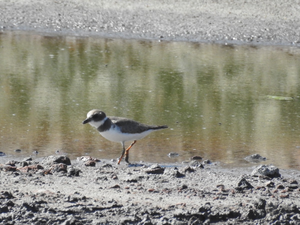 Semipalmated Plover - ML44010471