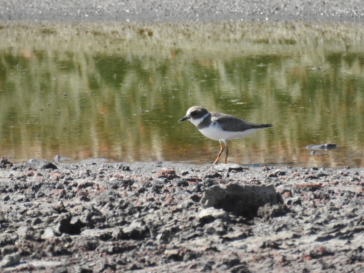 Semipalmated Plover - ML44010491