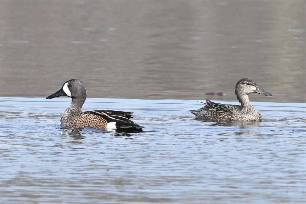 Blue-winged Teal - ML440106641