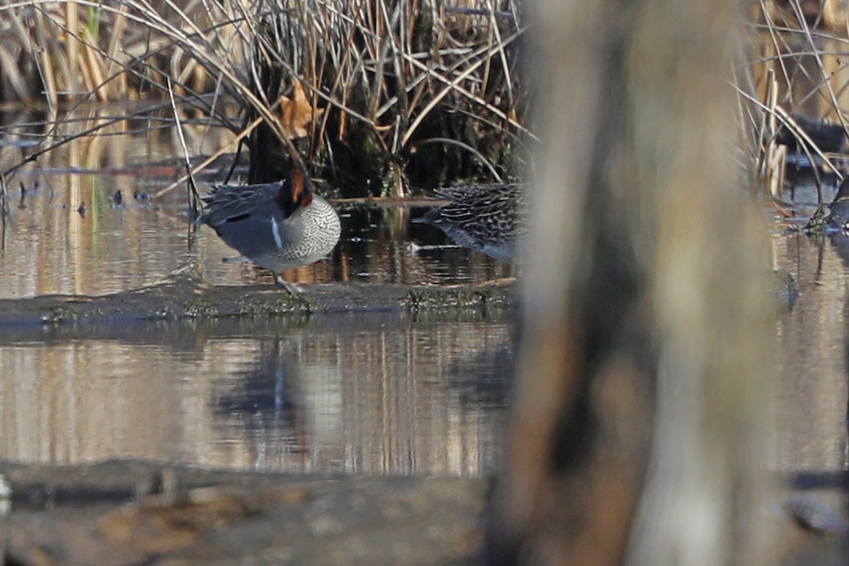 Green-winged Teal - ML440109741