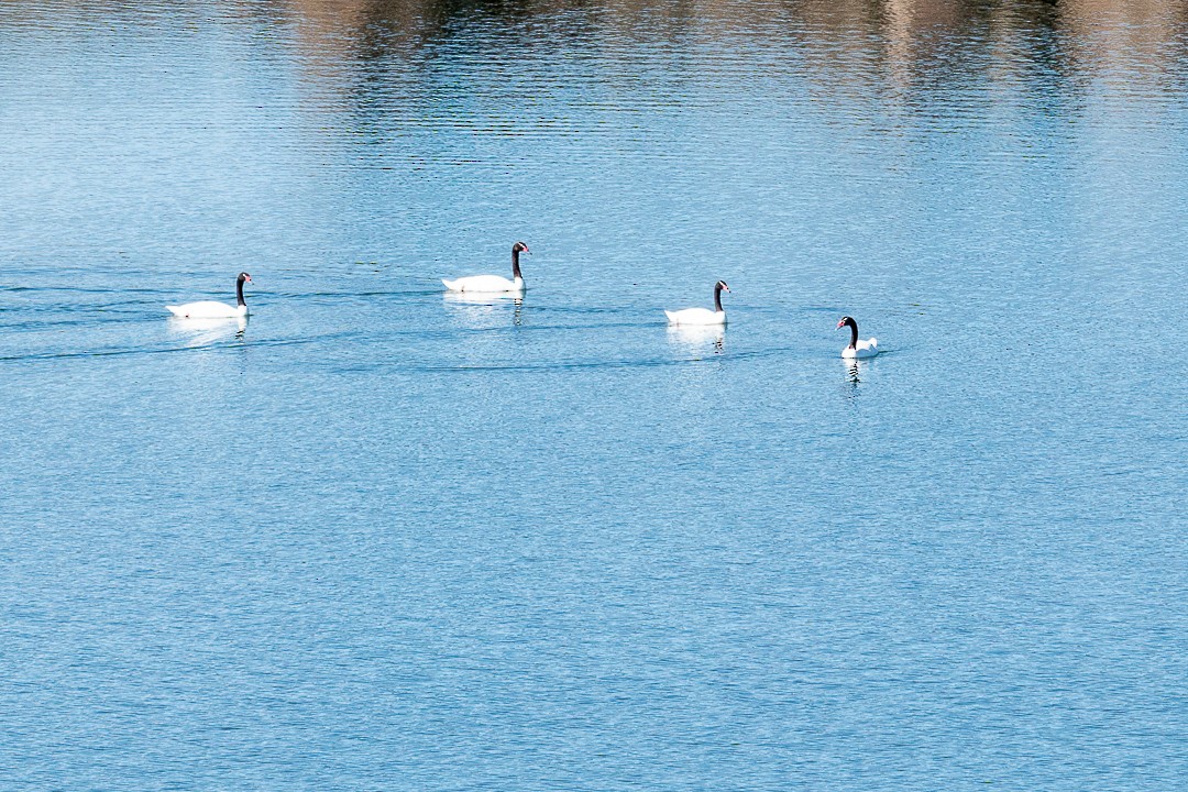 Black-necked Swan - ML440111011