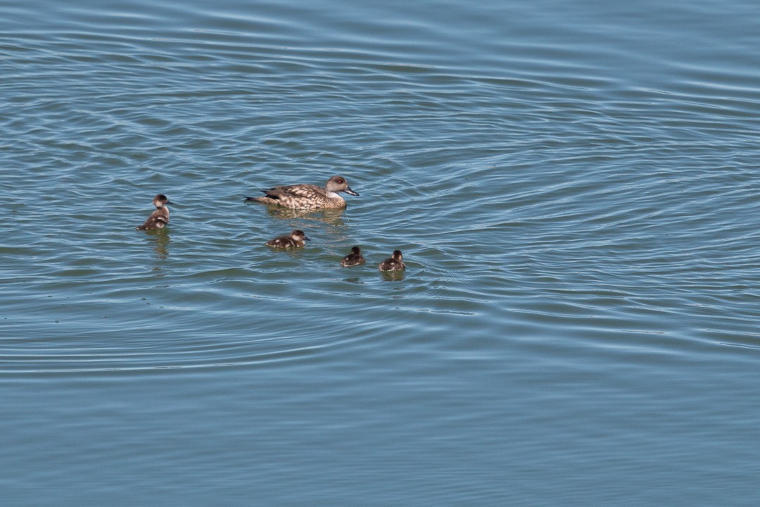Crested Duck - ML440112571