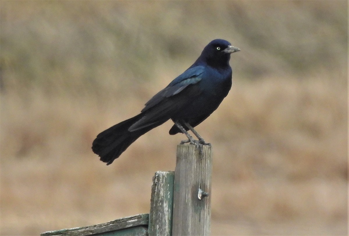 Boat-tailed Grackle - ML440112631