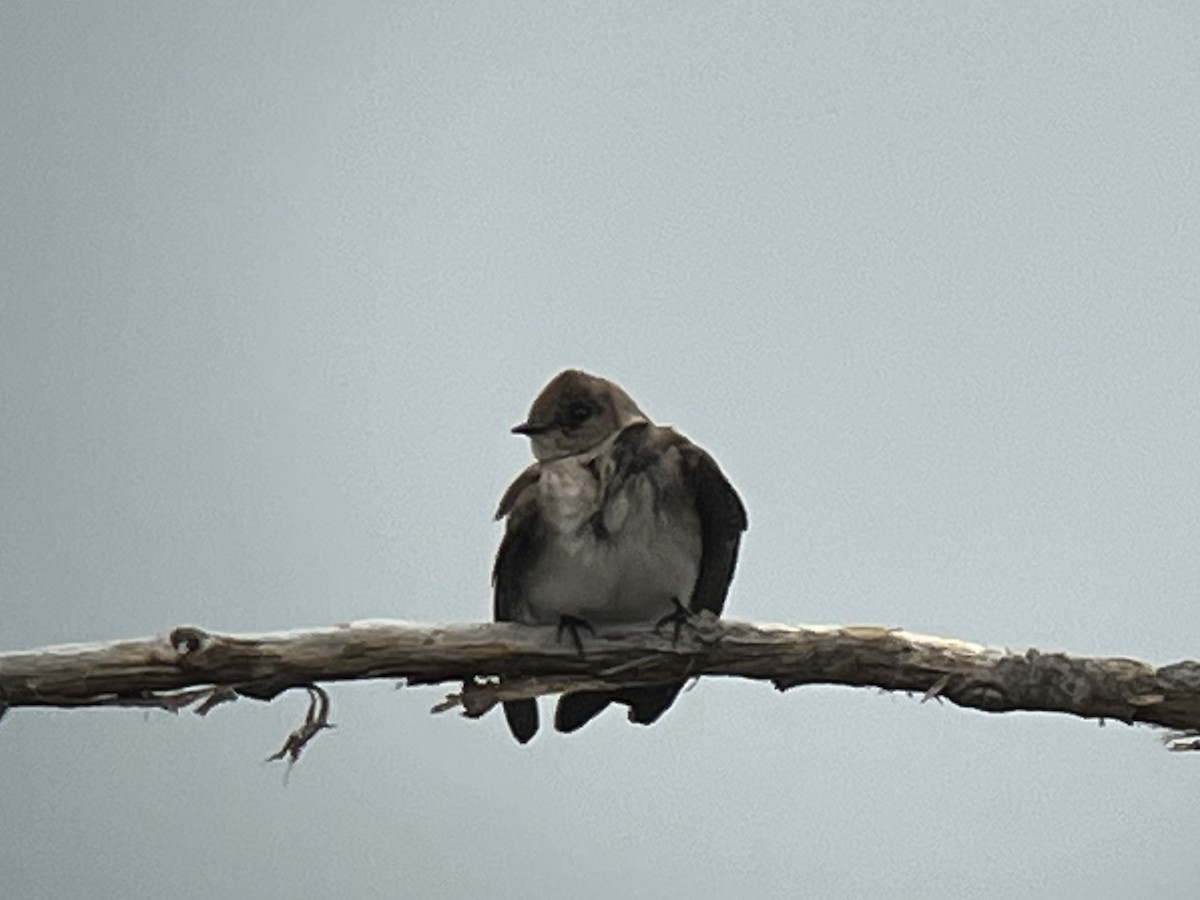 Northern Rough-winged Swallow - ML440113331