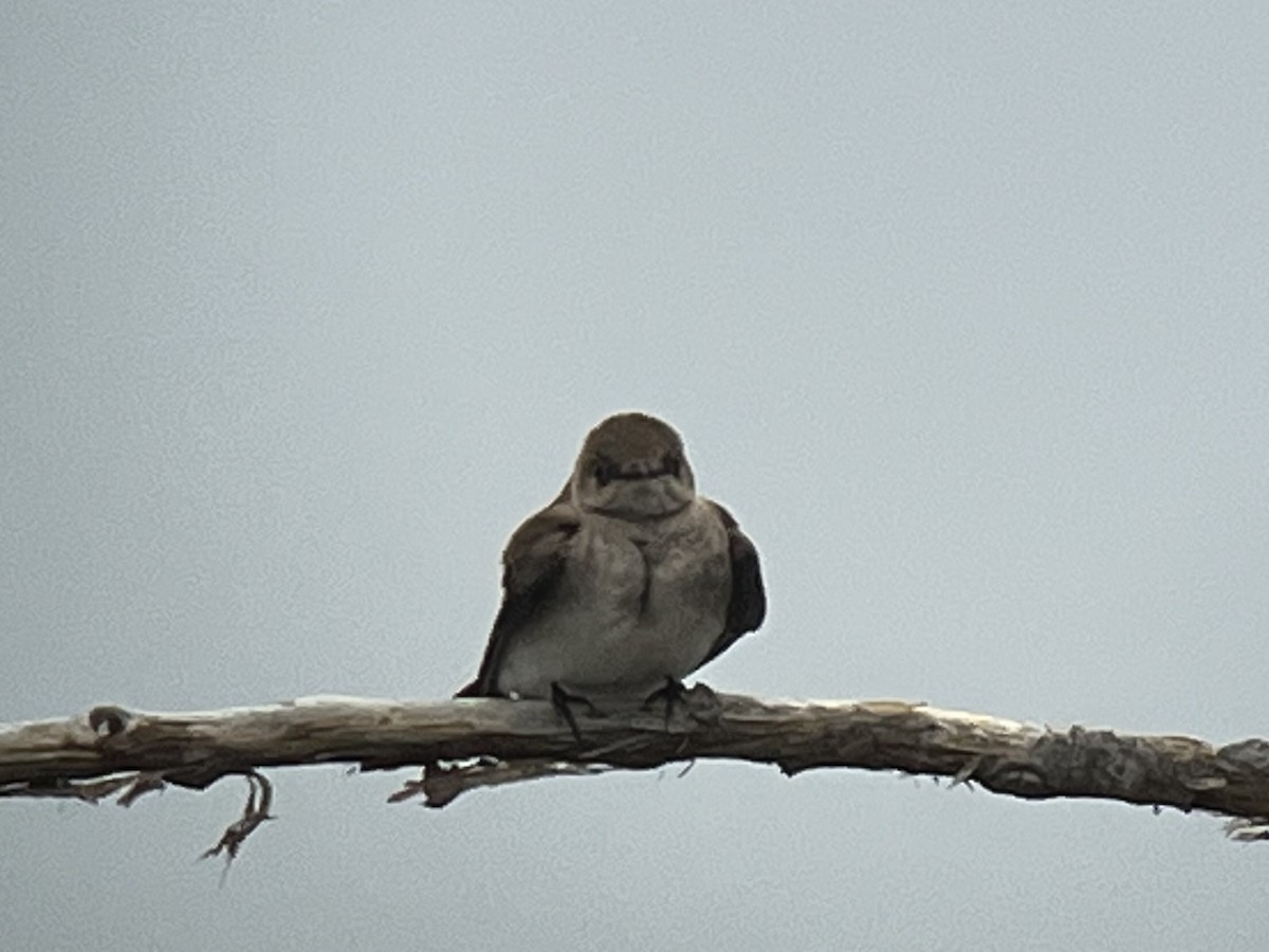 Northern Rough-winged Swallow - ML440113391