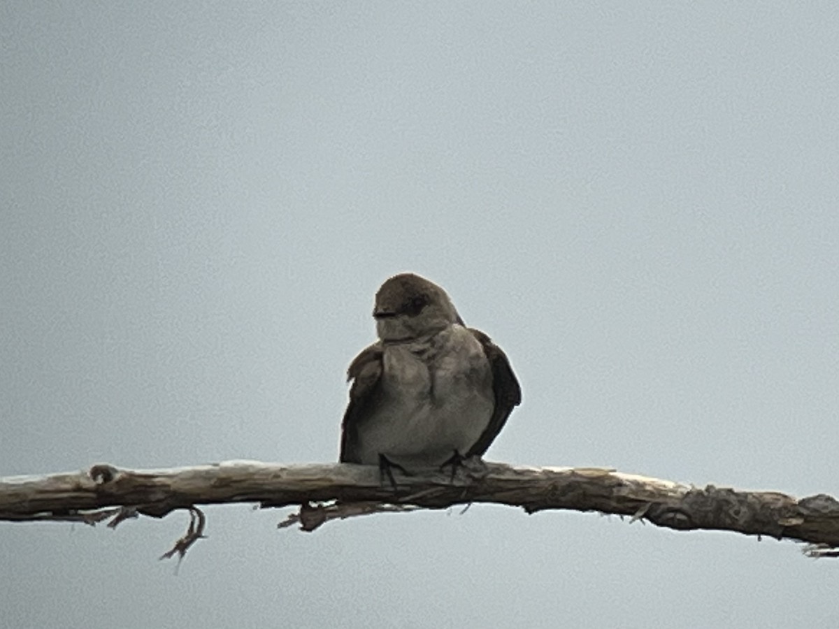 Northern Rough-winged Swallow - ML440113401