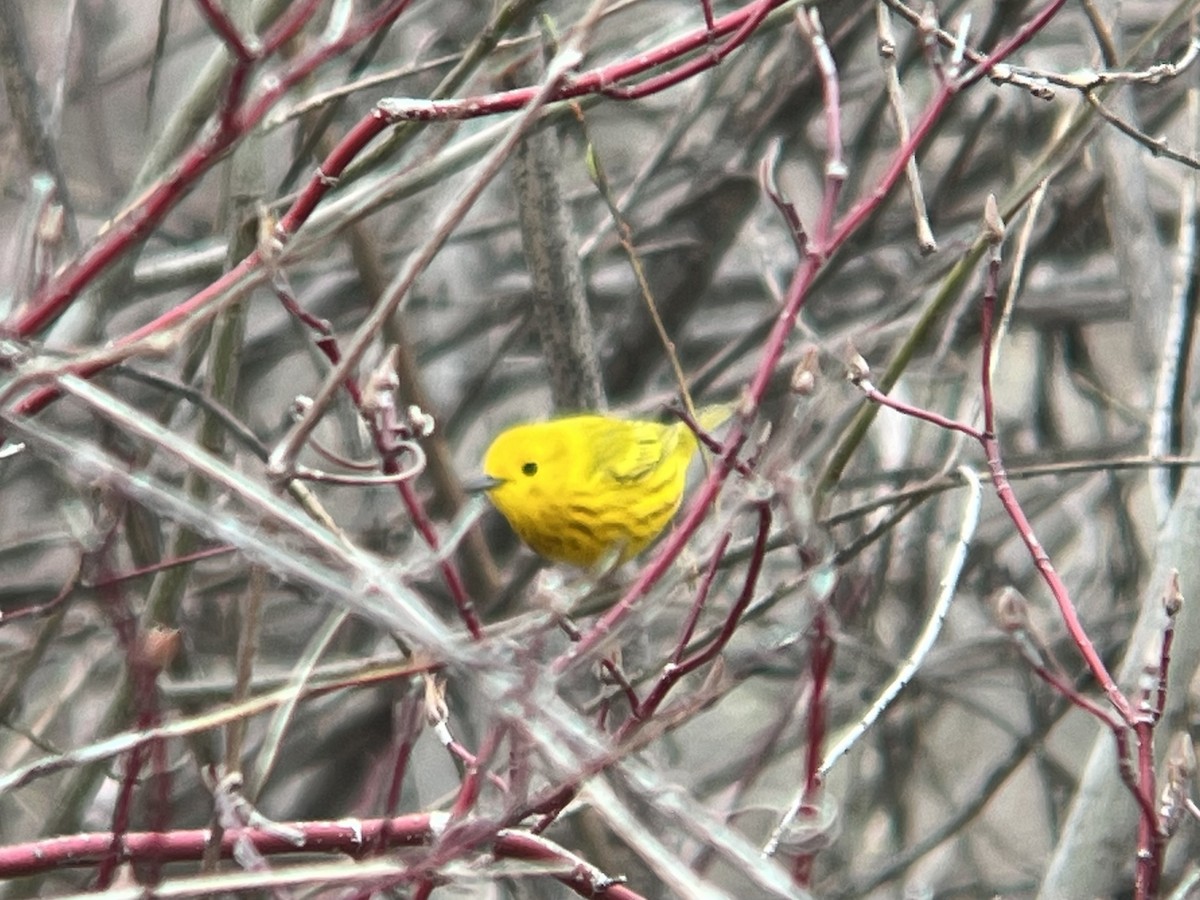 Yellow Warbler - ML440115701