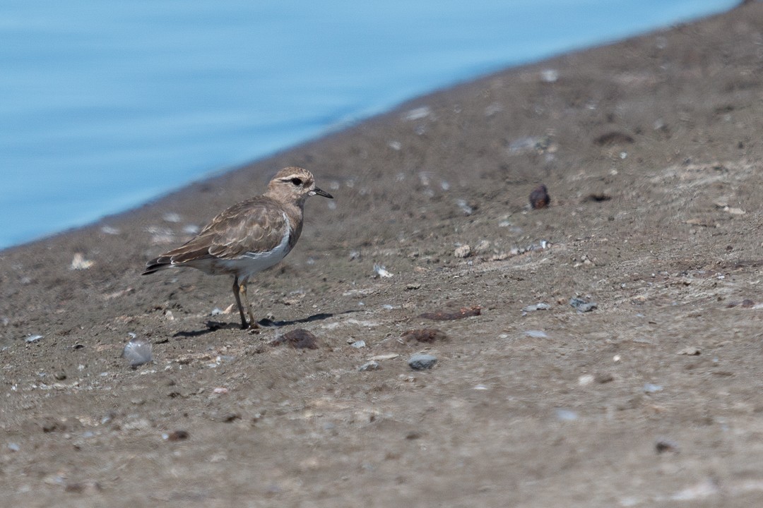 Rufous-chested Dotterel - ML440115971