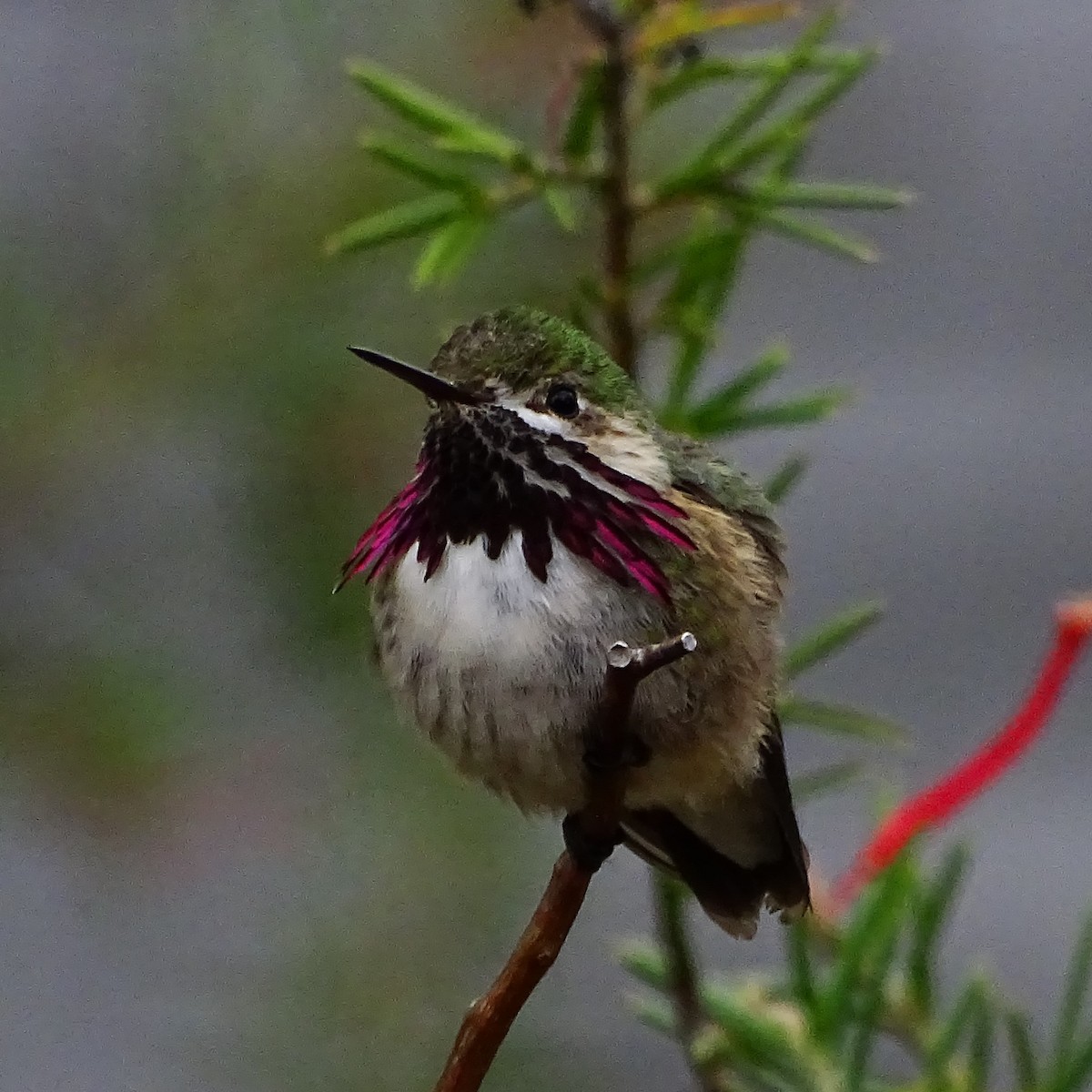 Calliope Hummingbird - ML440122711