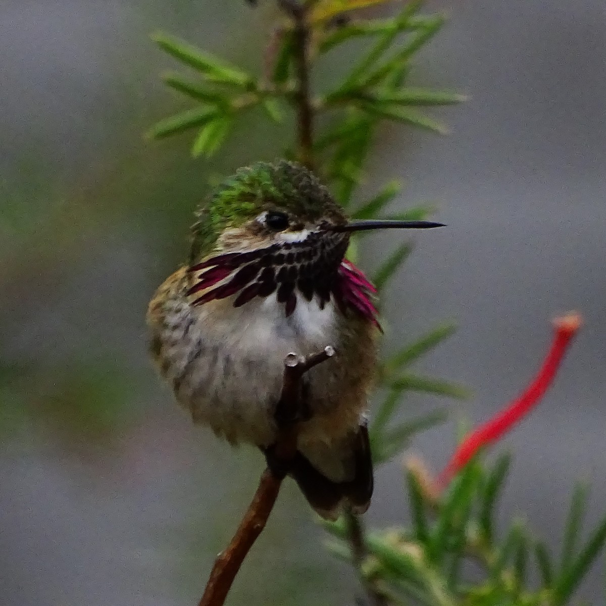 Calliope Hummingbird - Diane Rose