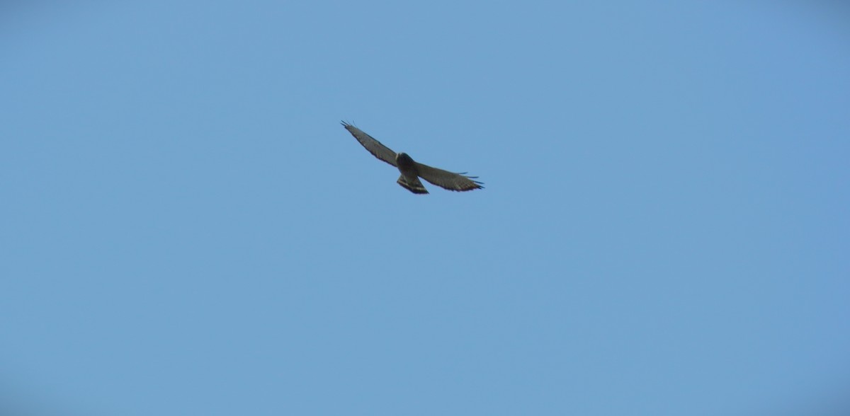 Broad-winged Hawk - ML440125611