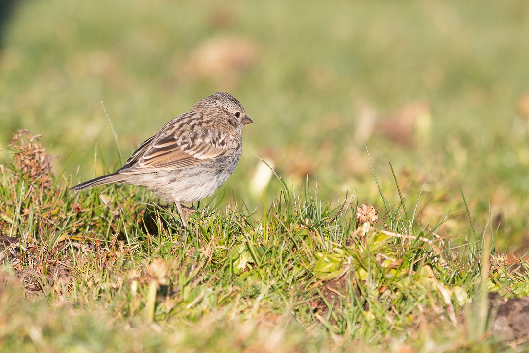Rufous-collared Sparrow - ML440129911