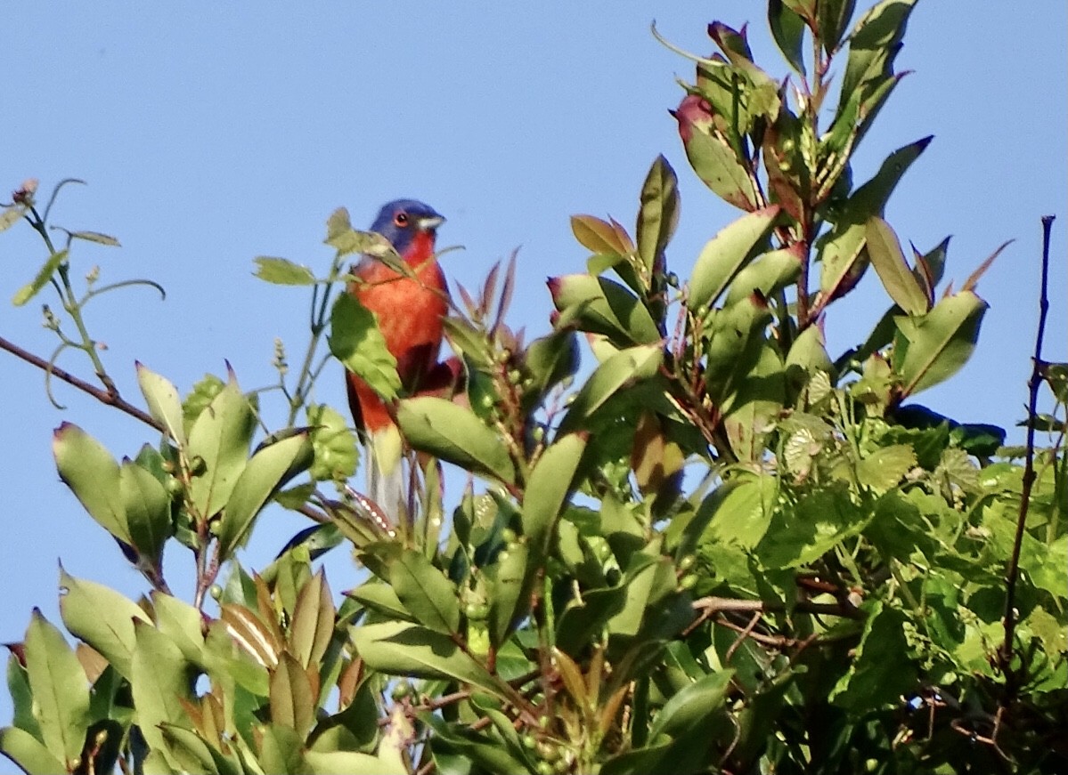 Painted Bunting - ML440134561