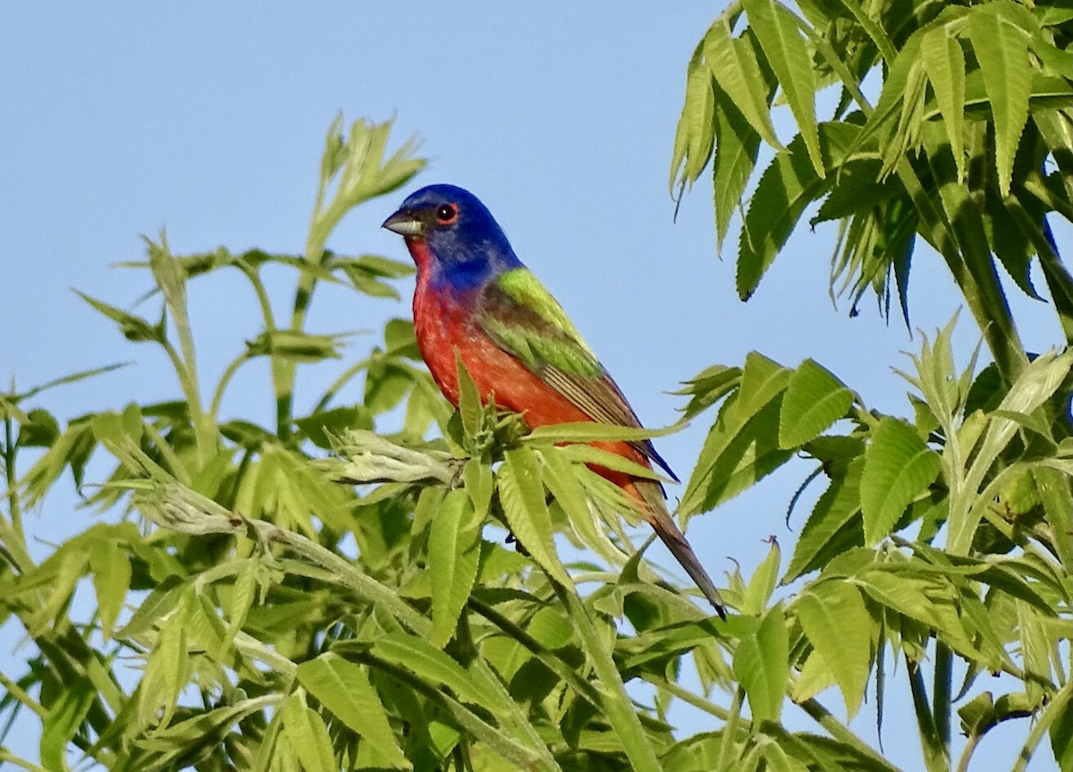 Painted Bunting - ML440134591