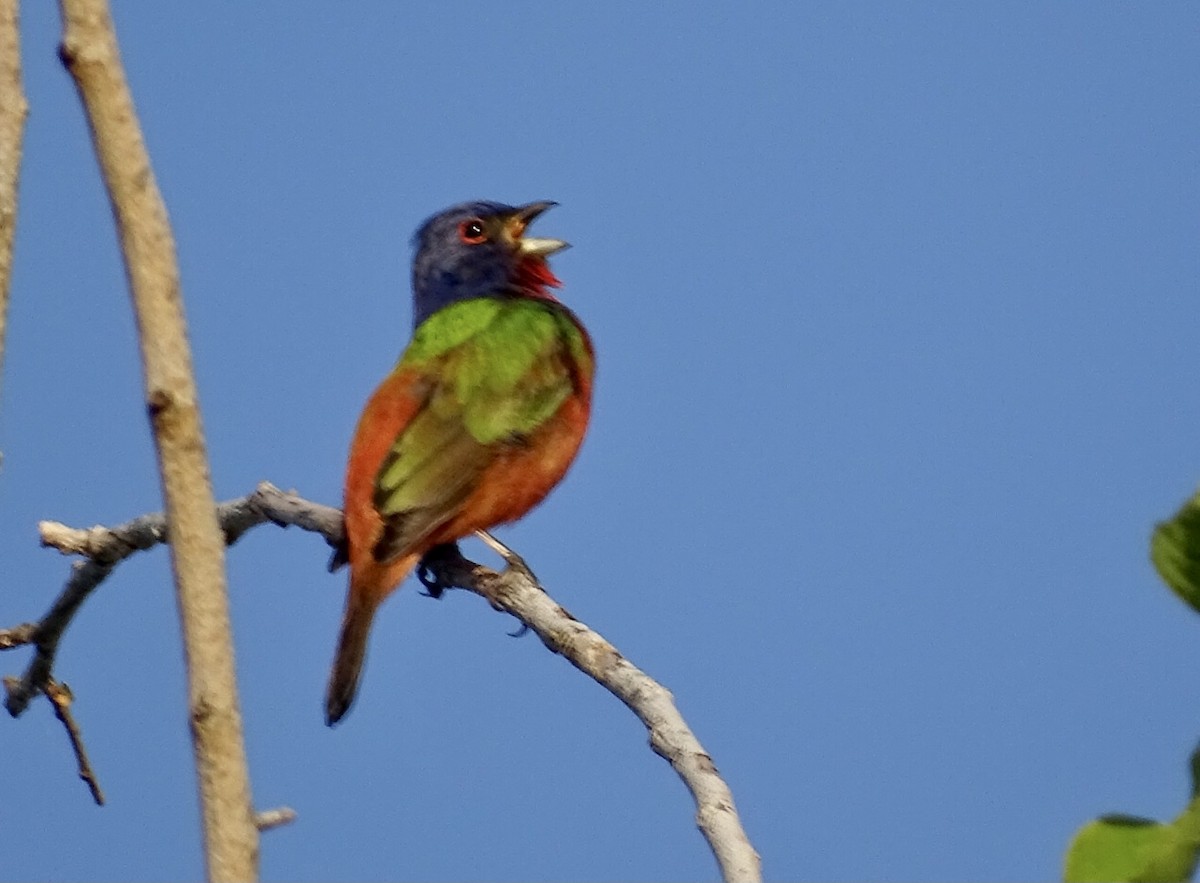 Painted Bunting - ML440134601