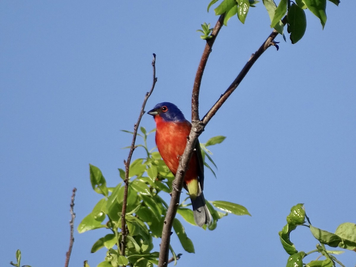Painted Bunting - ML440134611