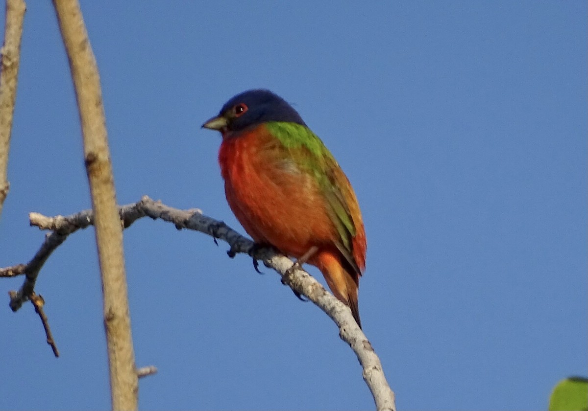 Painted Bunting - ML440134621